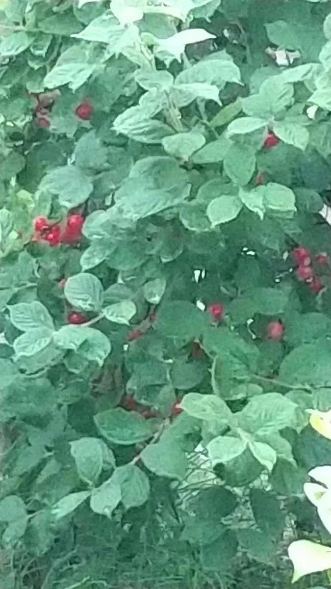 台風｜園芸日記byもり案｜みんなの趣味の園芸｜1463146