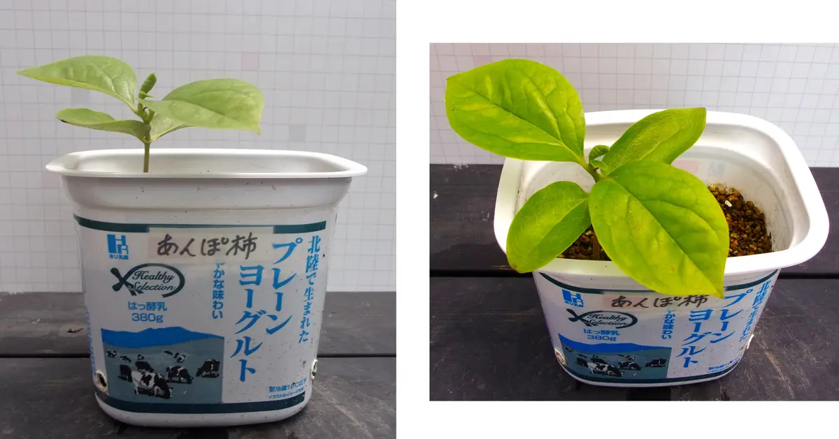 柿（285）：あんぽ柿（蜂屋柿？）／福島県産＜4＞｜園芸日記by団塊
