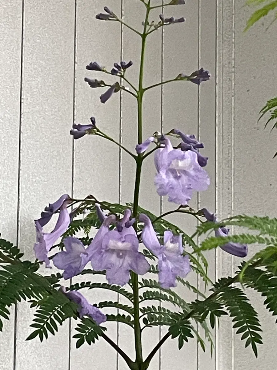 ベランダジャカランダ 散り始めた|園芸日記byワッ|みんなの趣味の園芸|1464170