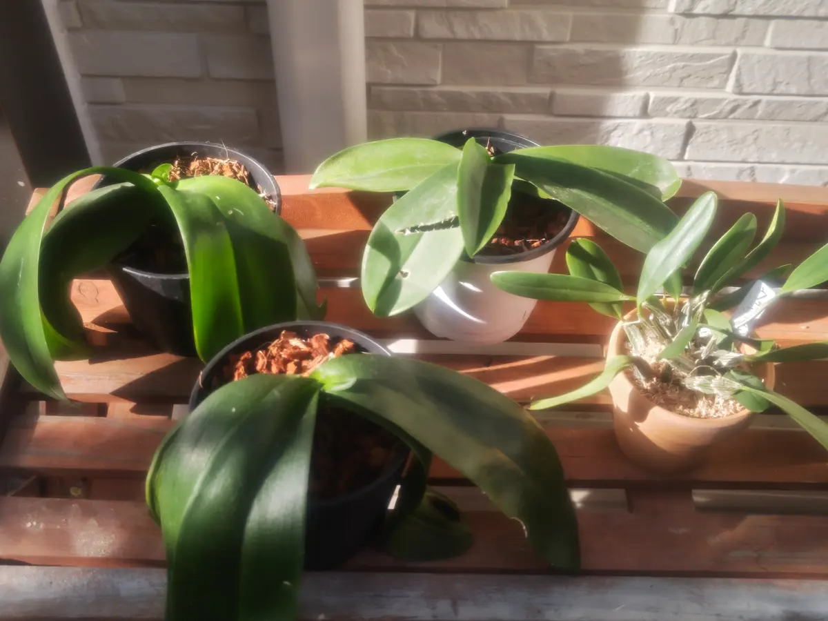 洋ランの植え替え始めました 🪻｜園芸日記bywhitebear｜みんなの趣味の