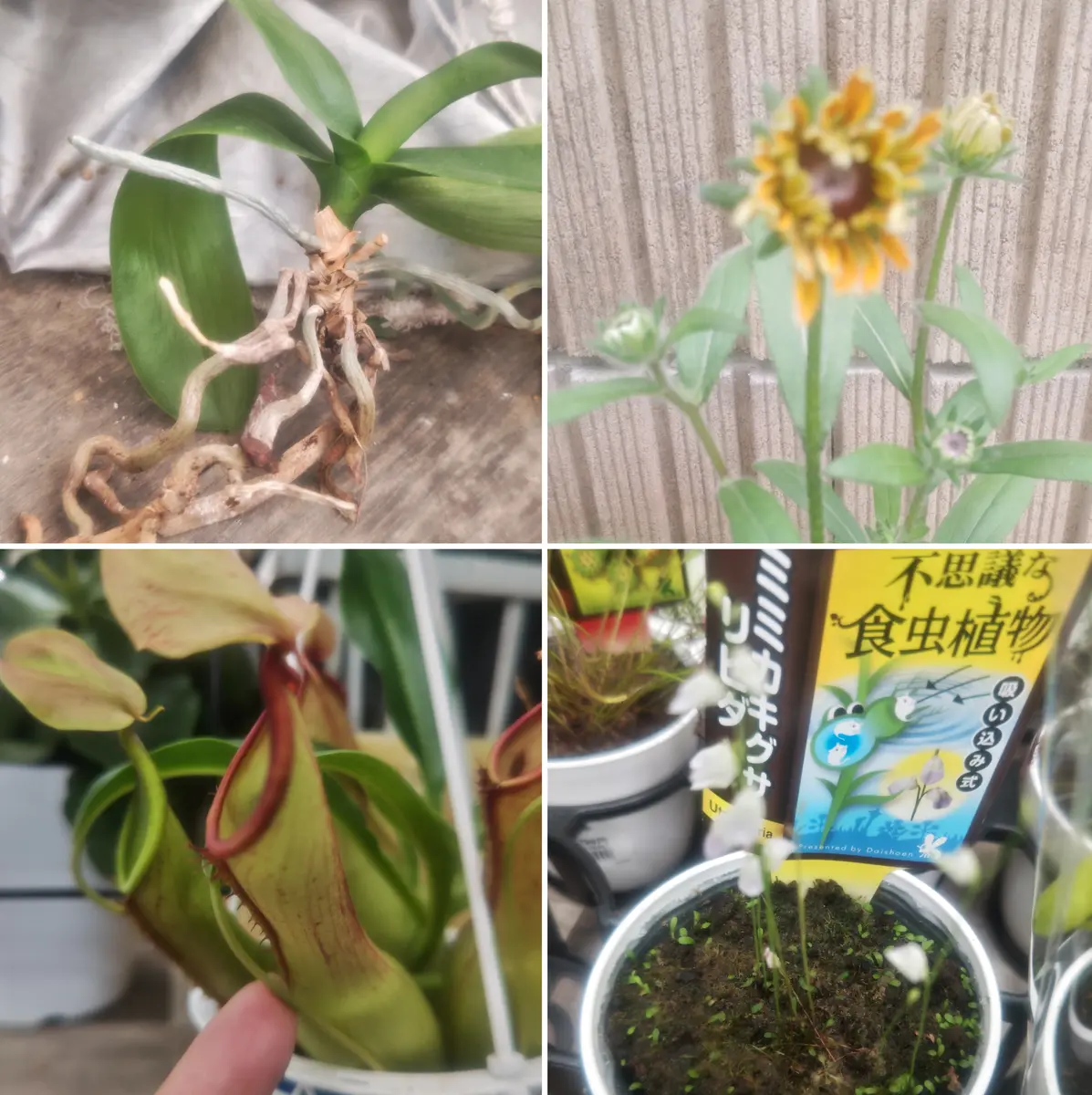 洋ランの植え替え始めました 🪻｜園芸日記bywhitebear｜みんなの趣味の