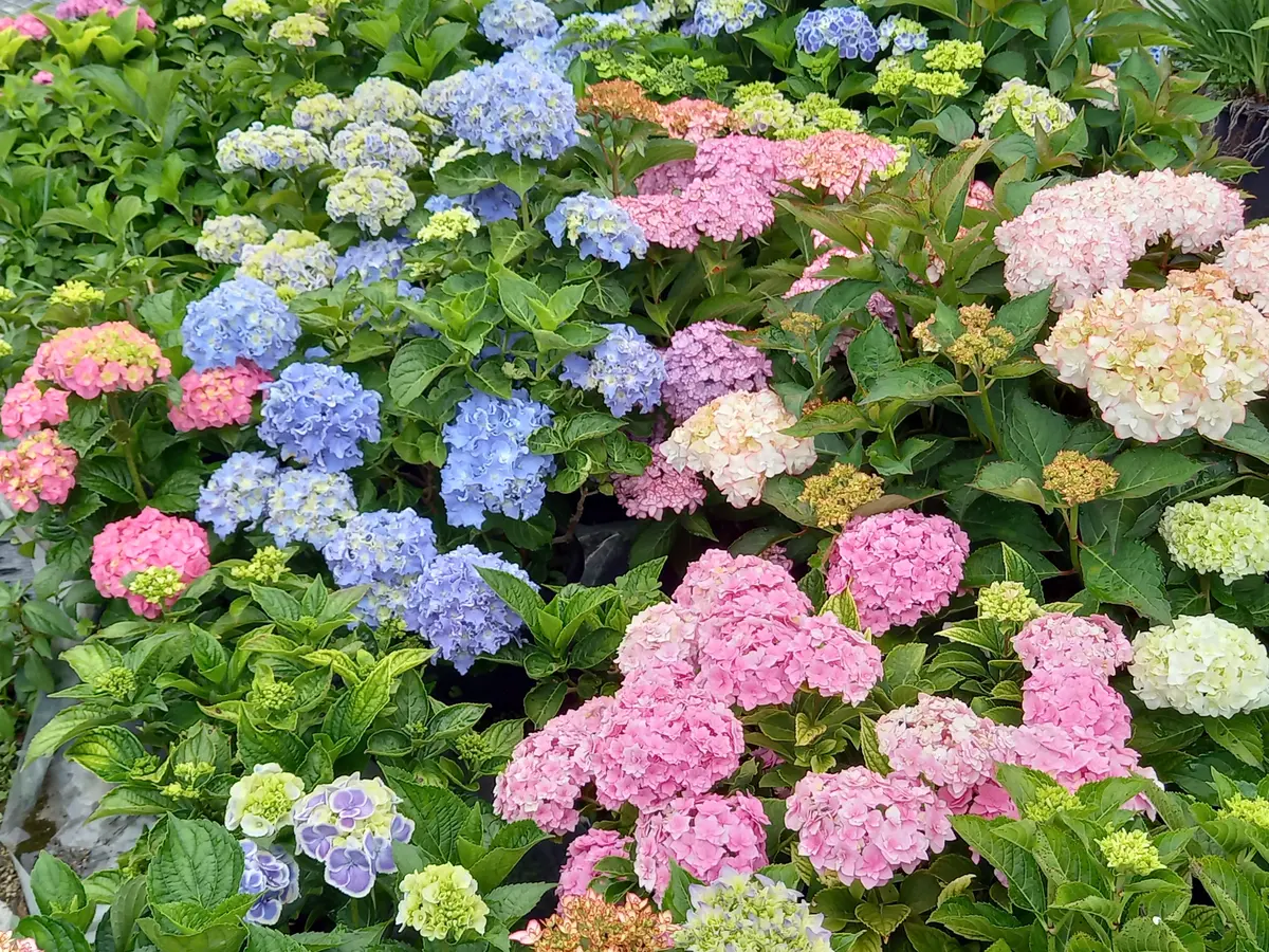 今日のアジサイ①｜園芸日記byこんちゃん｜みんなの趣味の園芸｜1464590