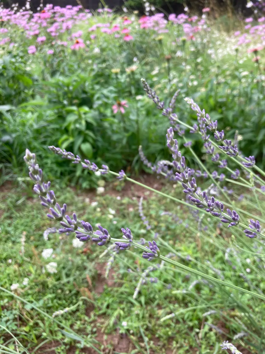 ラベンダーグロッソ🪻｜園芸日記byしろまる｜みんなの趣味の園芸｜1464738