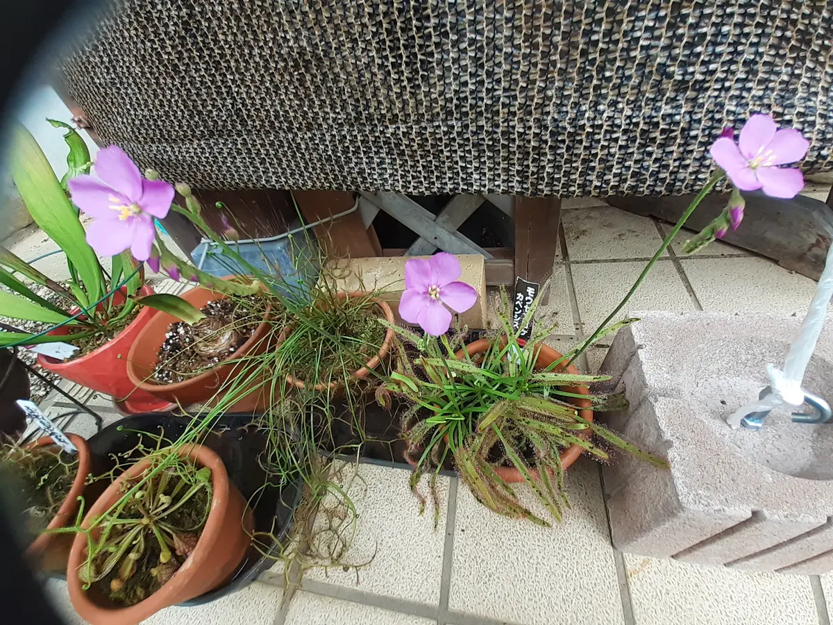 食虫植物 モウセンゴケ カペンシス｜園芸日記by丙午｜みんなの趣味の 