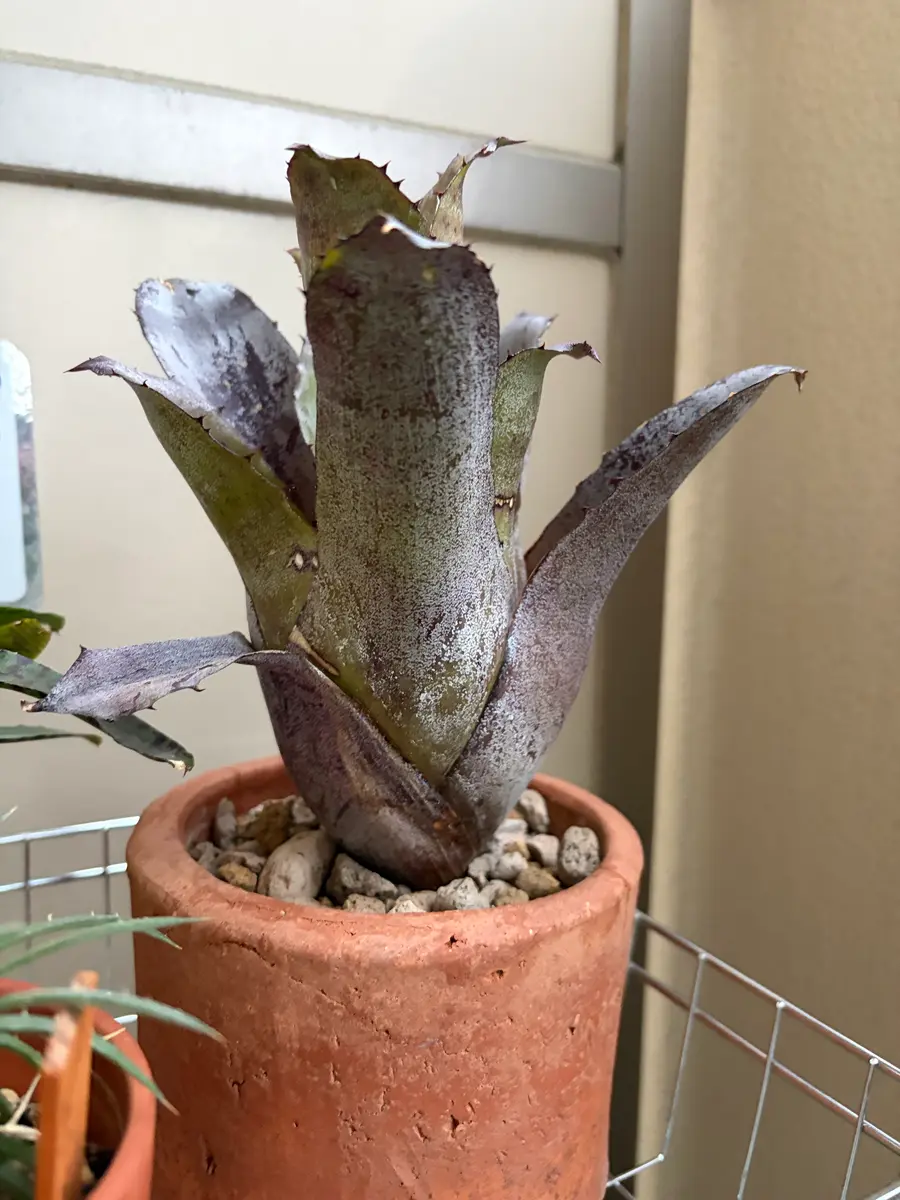 ホヘンベルギア レオポルドホルスティー だいぶん黒く｜園芸日記by