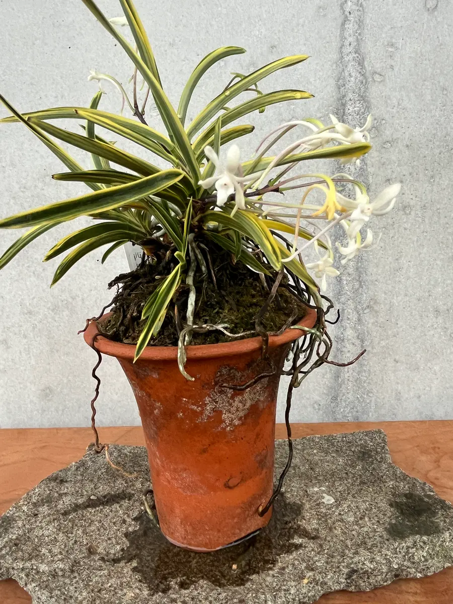富貴蘭｜園芸日記byやまがら｜みんなの趣味の園芸｜1465473