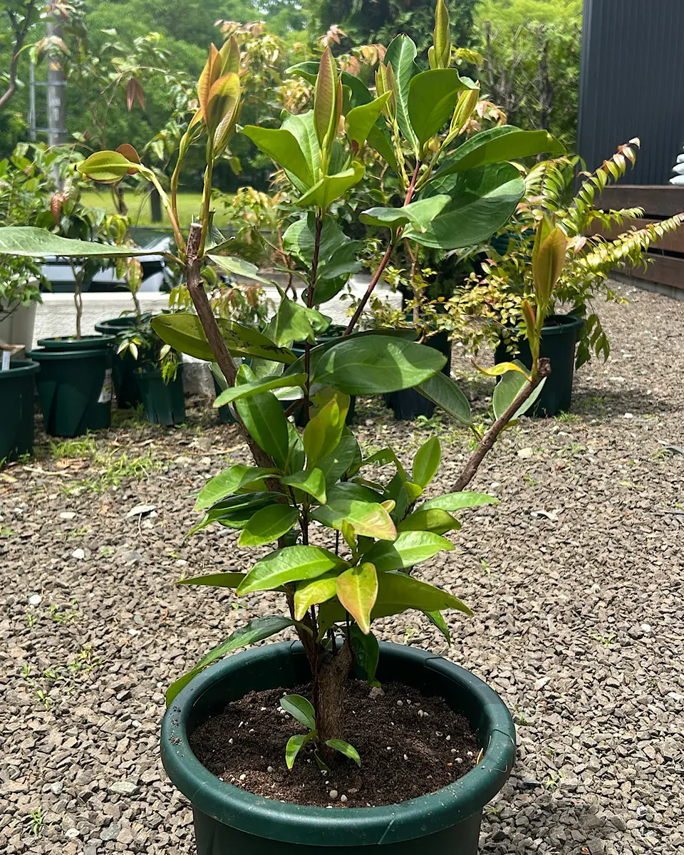 グルミチャマ植替え｜園芸日記byアウルの森｜みんなの趣味の園芸｜1465551