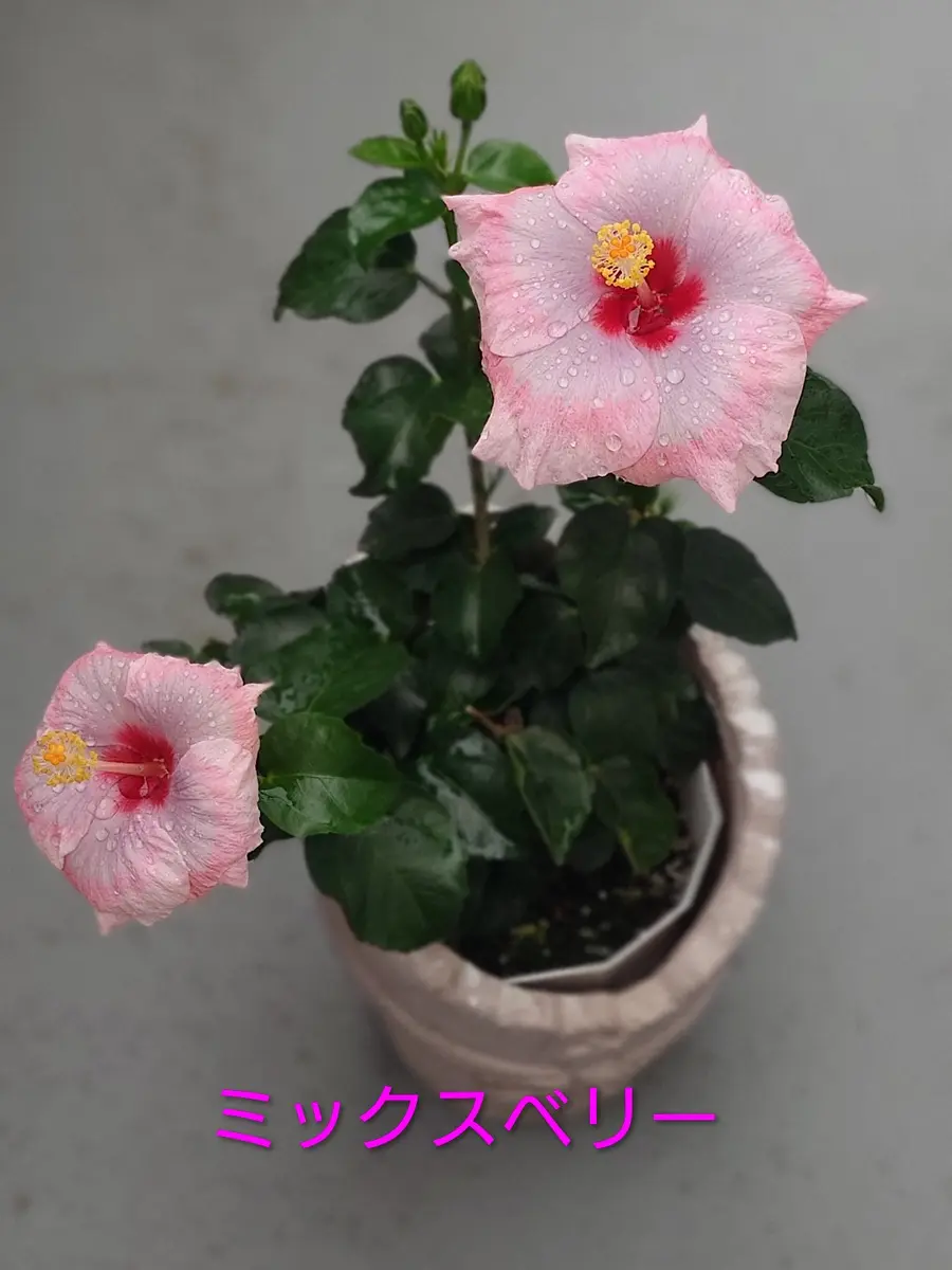 ハイビスカスの日記一覧|Nashさんの園芸日記-みんなの趣味の園芸