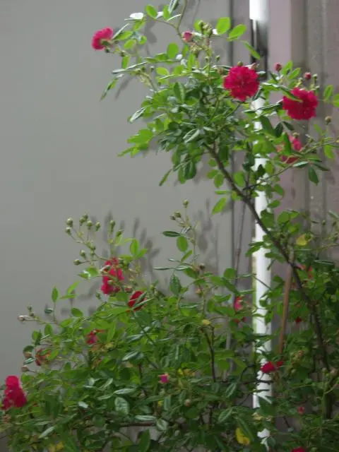 今年の薔薇を振り返る 3｜園芸日記byらりこ｜みんなの趣味の