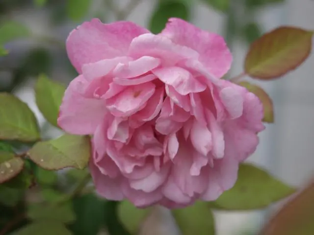 今年の薔薇を振り返る 3｜園芸日記byらりこ｜みんなの趣味の