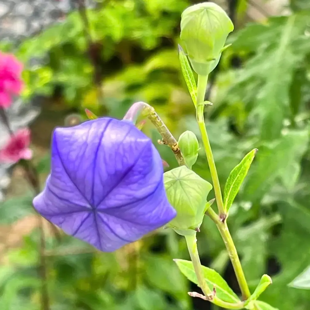 美しい八重咲き桔梗ブルー💙｜園芸日記bymasaさん｜みんなの趣味の園芸