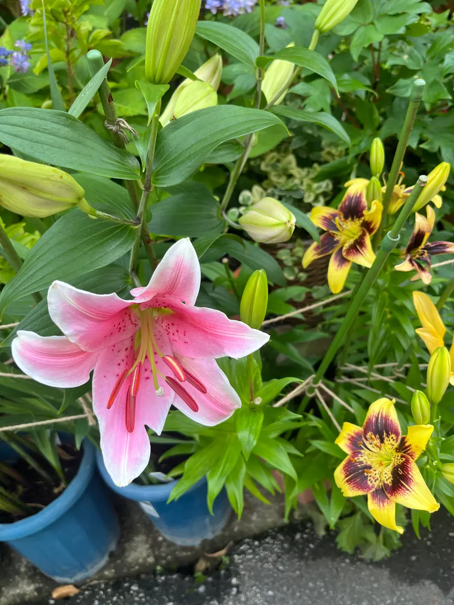 カサブランカピンクの初花｜園芸日記byrumikoh｜みんなの趣味の園芸