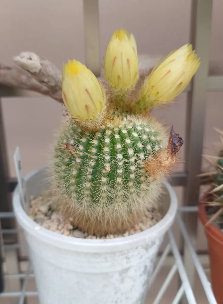 サボテンの花〔写真3枚目〕-サボやっちゃんさんの日記｜みんなの趣味の
