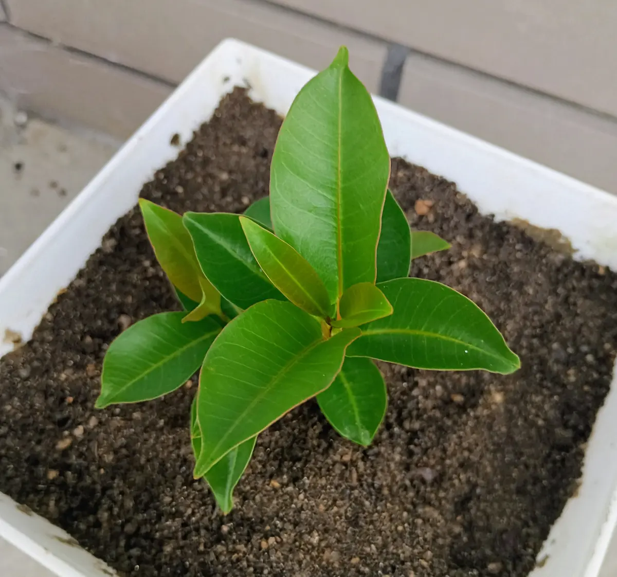 マンデビラ🌿元気な葉っぱが🎶｜園芸日記by明日香hitomi｜みんなの趣味