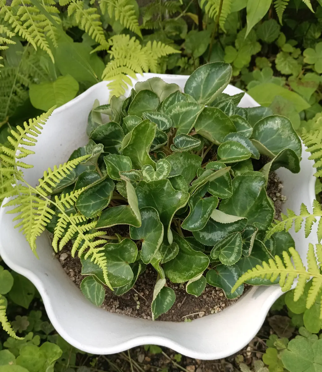 マンデビラ🌿元気な葉っぱが🎶｜園芸日記by明日香hitomi｜みんなの趣味
