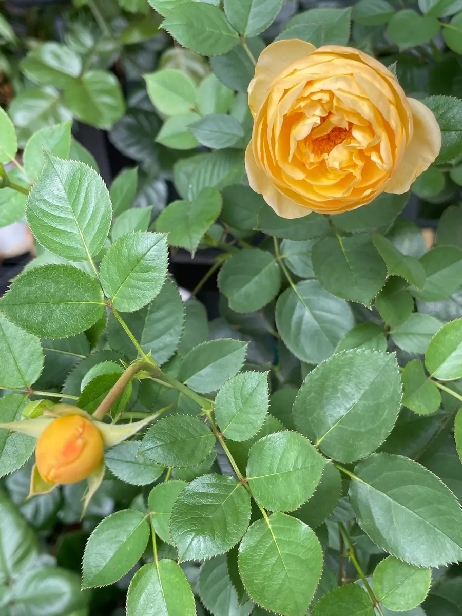 🌹ベランダ黄バラの2番花〔写真2枚目〕-MIYABI512さんの日記｜みんなの