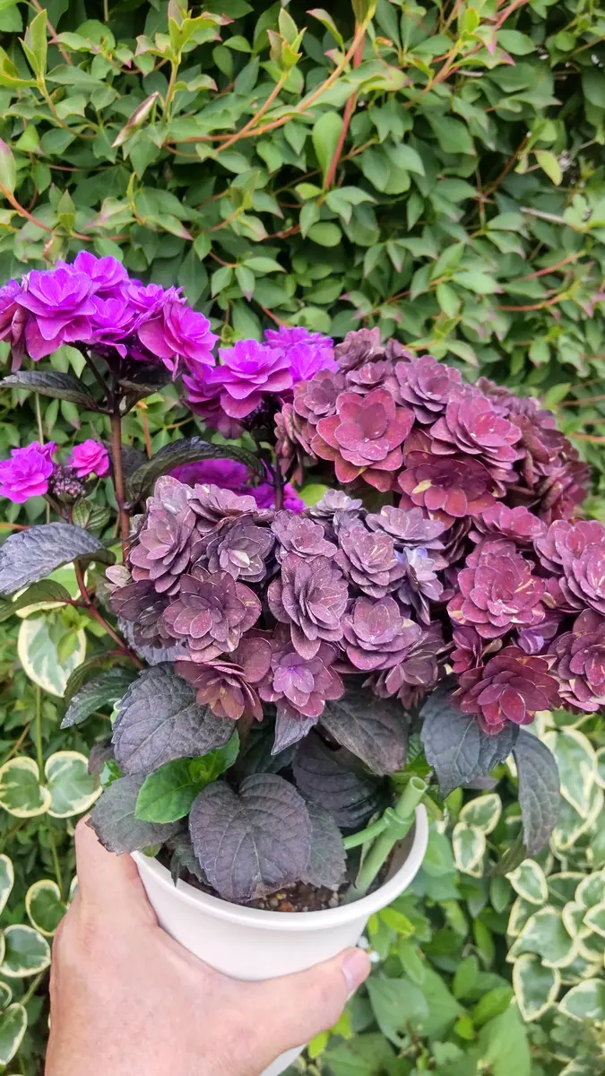 紫陽花 柘榴 苗 ラベル付き アジサイ 柘榴｜園芸日記byさいちぇん｜みんなの趣味の園芸｜1467505