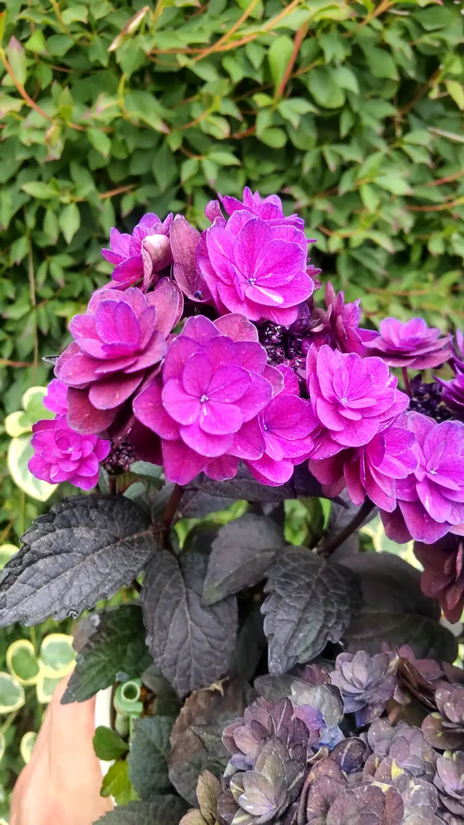 アジサイ 柘榴｜園芸日記byさいちぇん｜みんなの趣味の園芸｜1467505