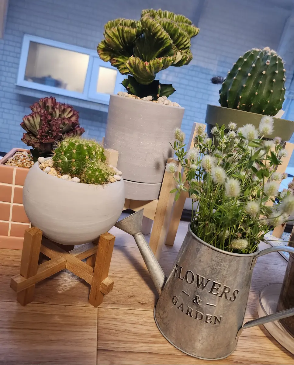 ユーフォルビア ラクテア🌵ྀི｜園芸日記byuriii｜みんなの趣味の園芸