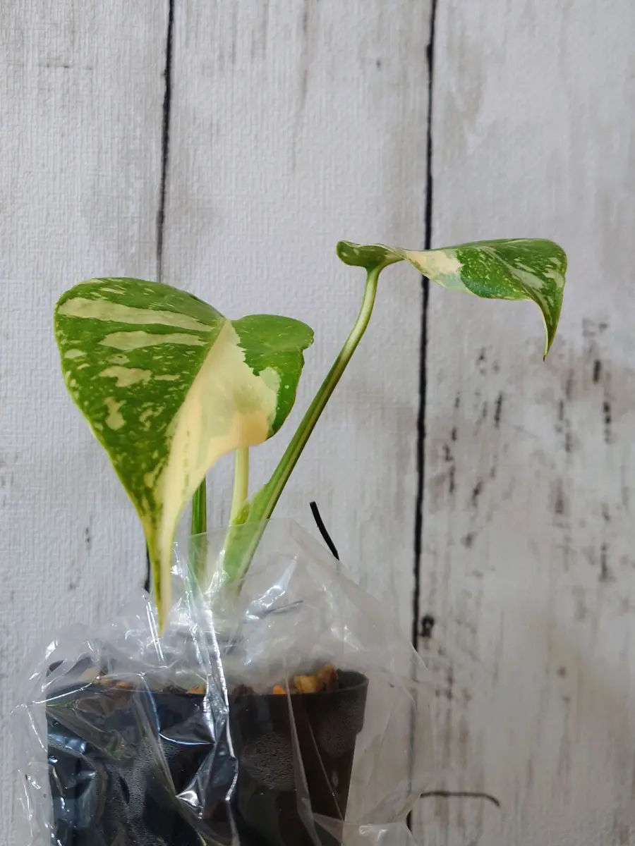 モンステラ・クリームブリュレさん、お引越！｜園芸日記byPlantskafka