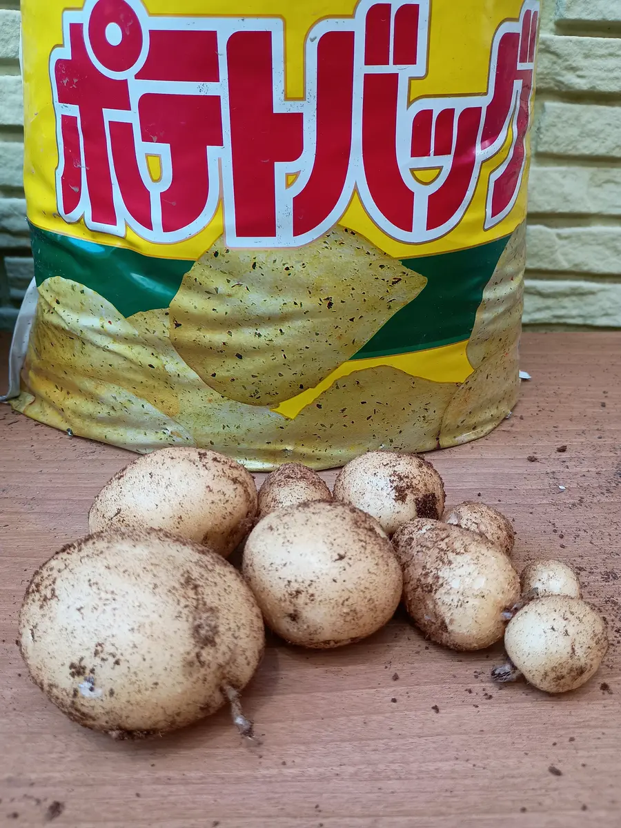 じゃがいも 初収穫!!｜園芸日記byカワセミん｜みんなの趣味の園芸｜1467823