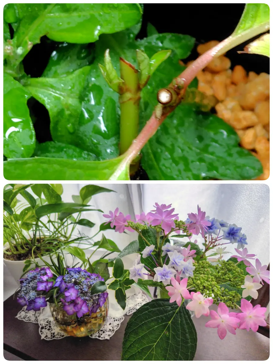 紫陽花の挿し木に新芽〔写真1枚目〕-ぴの子さんの日記｜みんなの趣味の