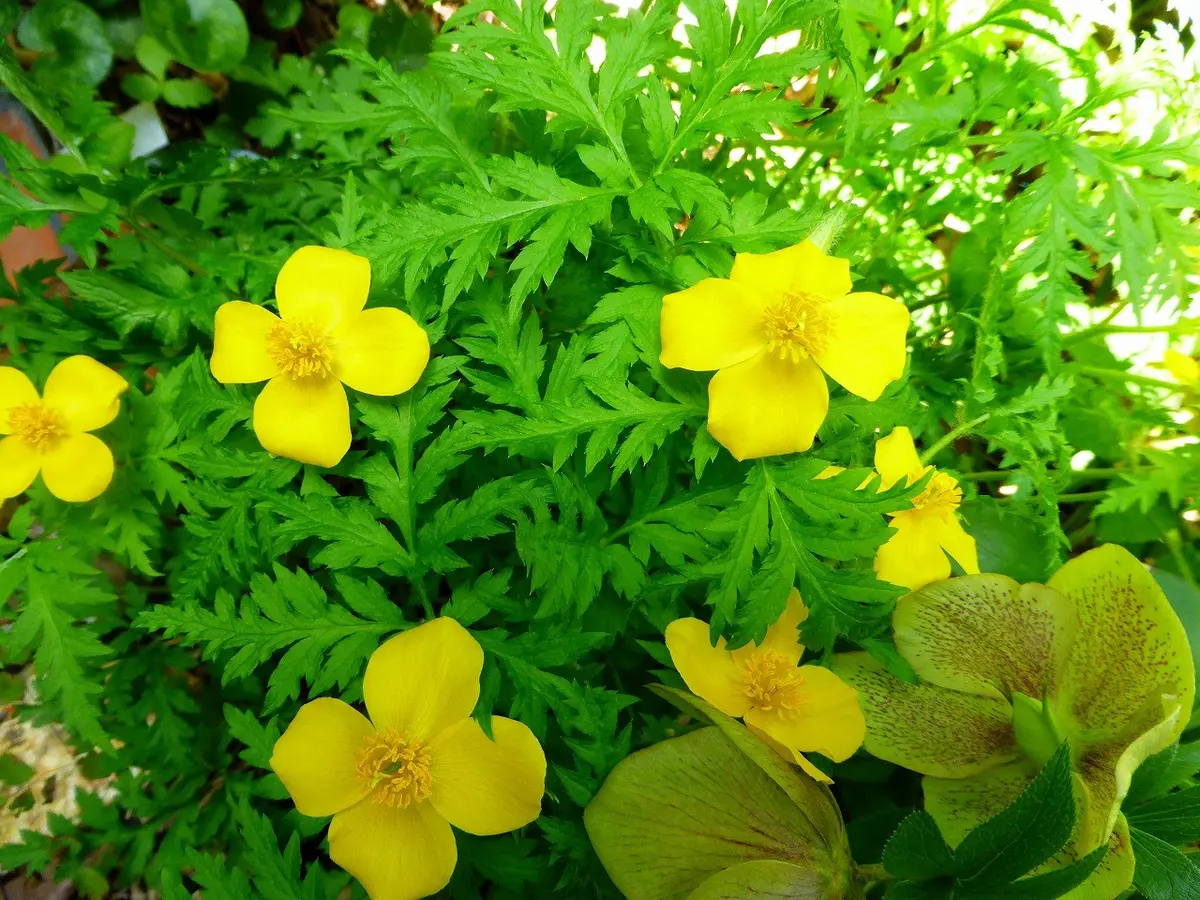 山野草。｜園芸日記byhayachan｜みんなの趣味の園芸｜146789