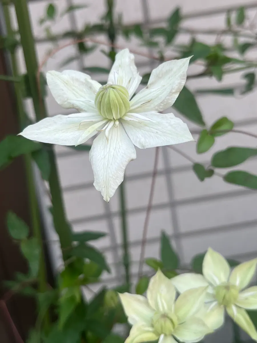 白万重の2番花｜園芸日記byrumikoh｜みんなの趣味の園芸｜1468165