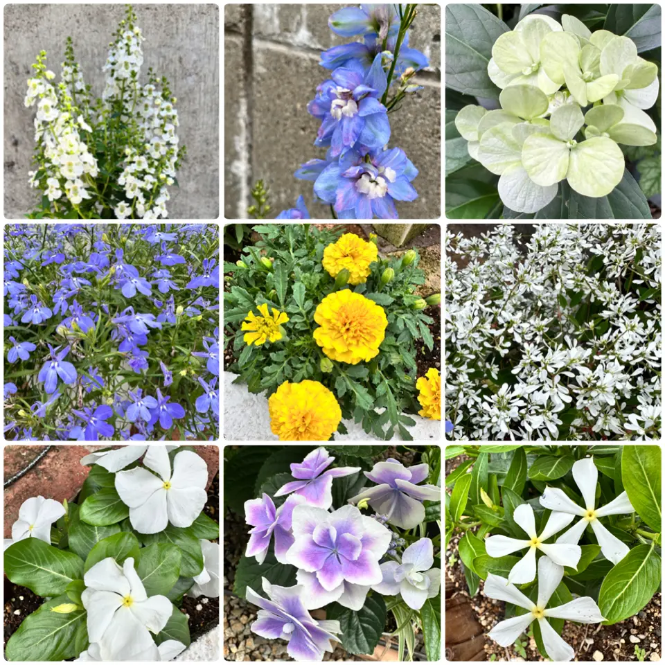 開花中の花たち〔写真3枚目〕-みゃーこさんの日記｜みんなの趣味の園芸