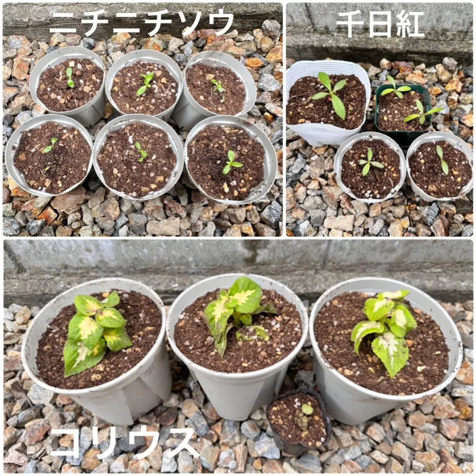 夏の寄せ植え＆種まきと挿し芽のポット上げ｜園芸日記byみゃーこ