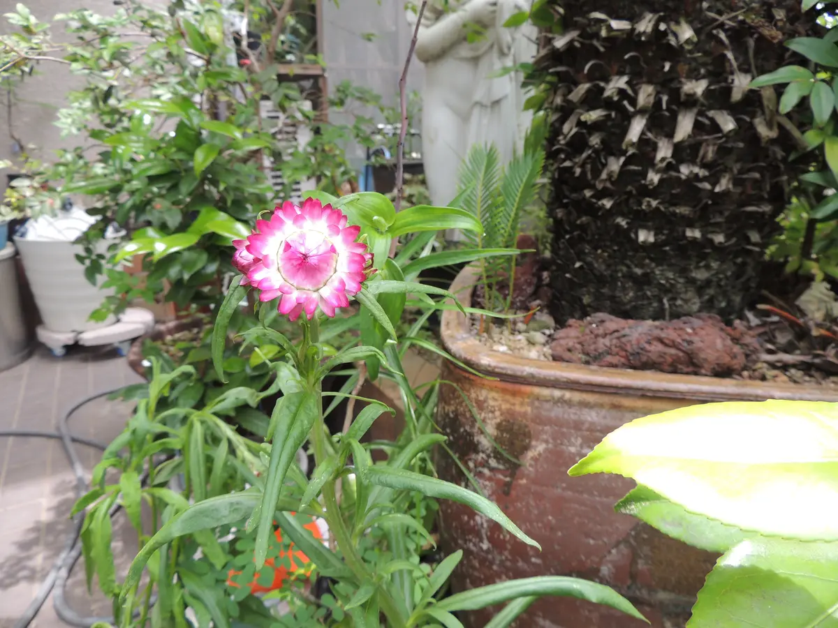 可憐な花、3種。｜園芸日記bykenchan21｜みんなの趣味の園芸｜1468618