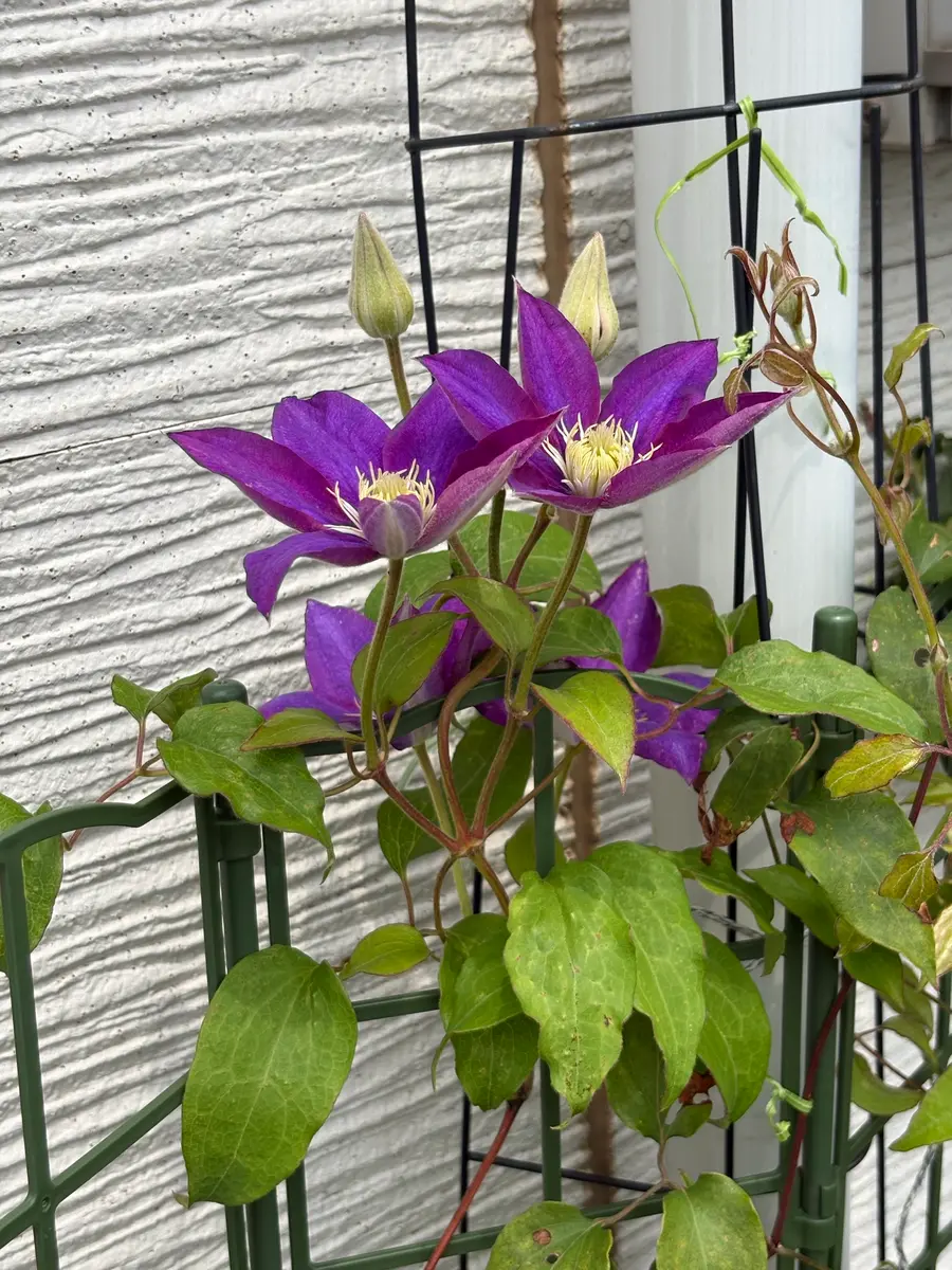 クレマチスHFヤング｜園芸日記by立川の星｜みんなの趣味の園芸｜1469200