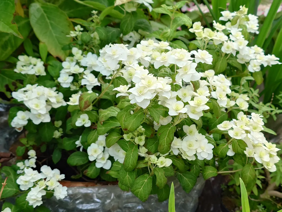富士の滝｜園芸日記byぷしす｜みんなの趣味の園芸｜1469421