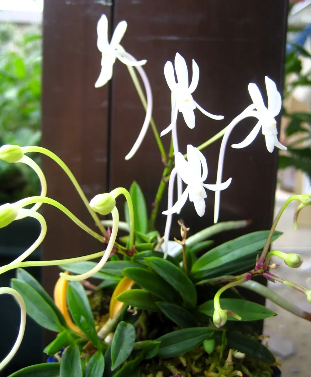 風蘭・富貴蘭の開花｜園芸日記byクルス｜みんなの趣味の園芸｜1470163