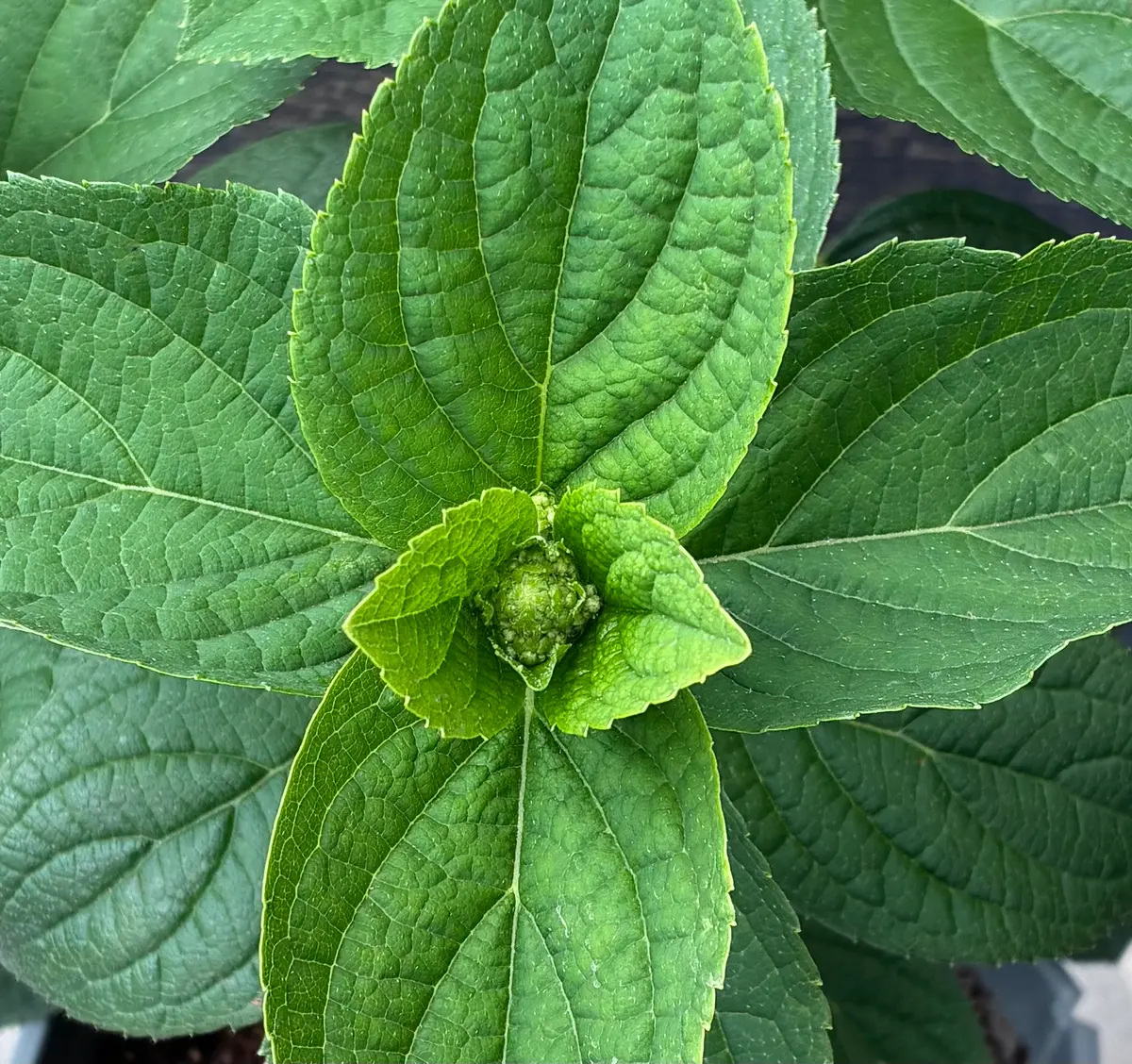 観葉植物 成長中 緑色の葉 つぼみあり アナベル／つぼみ｜園芸日記by椿森｜みんなの趣味の園芸｜1470183