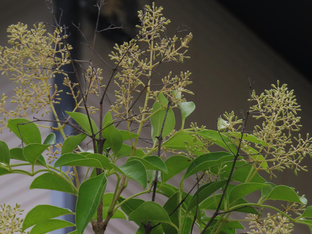シマトネリコの花｜園芸日記byichan｜みんなの趣味の園芸｜1471131