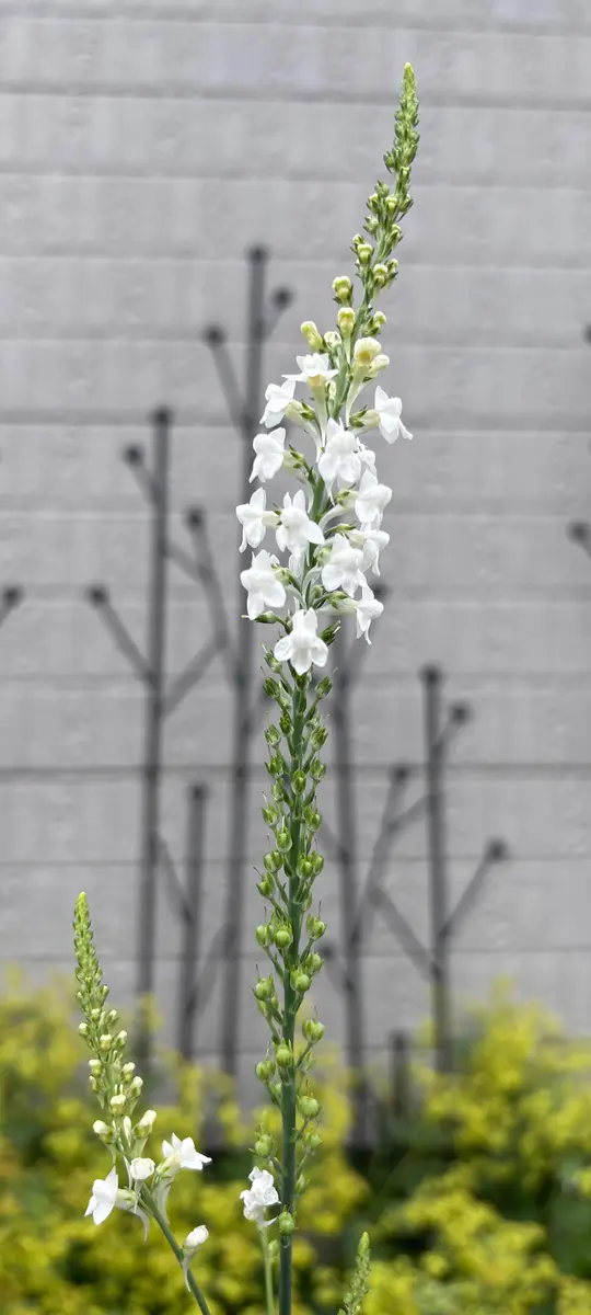 白花｜園芸日記byまゆ 71152｜みんなの趣味の園芸｜1471189