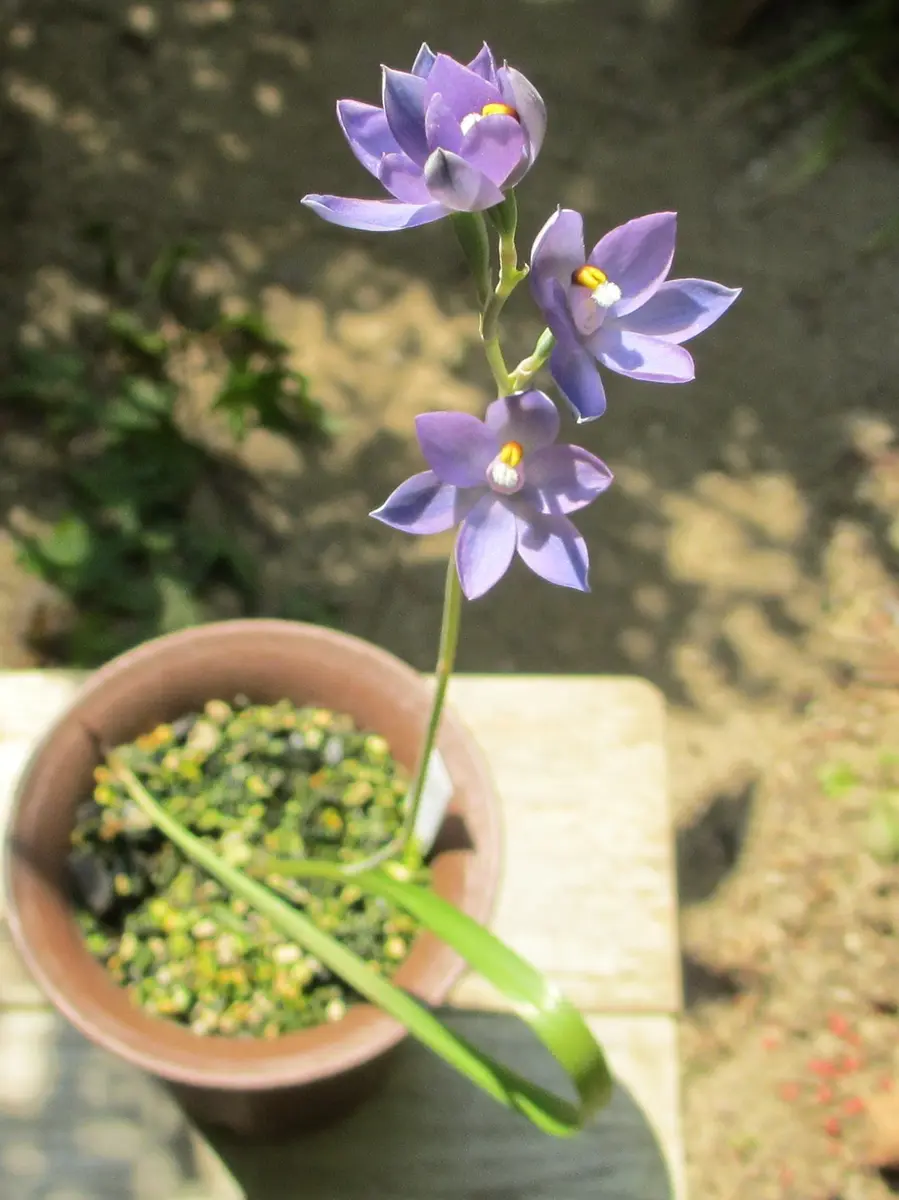 テリミトラ Thelymitra nuda 洋蘭・交配種テリミトラ Yahoo テリミトラ Thelymitra nuda 洋蘭・交配種テリミトラ Yahoo