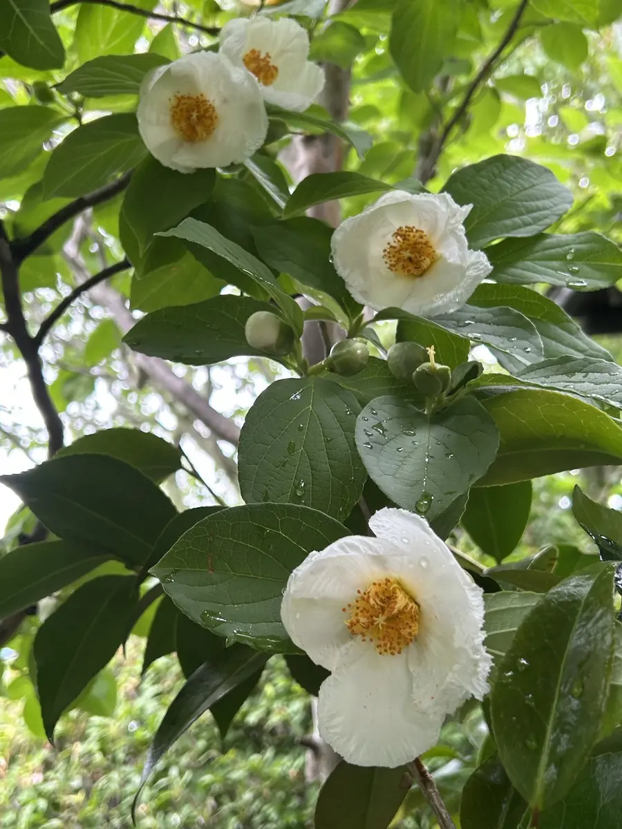 夏椿の魅力｜園芸日記byrankumi｜みんなの趣味の園芸｜1471518