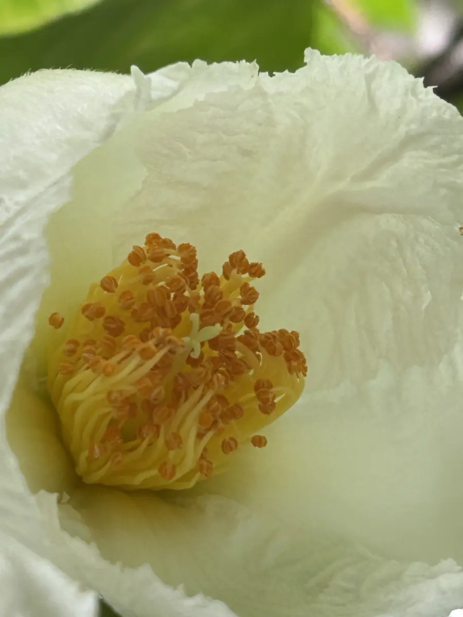 夏椿の魅力｜園芸日記byrankumi｜みんなの趣味の園芸｜1471518