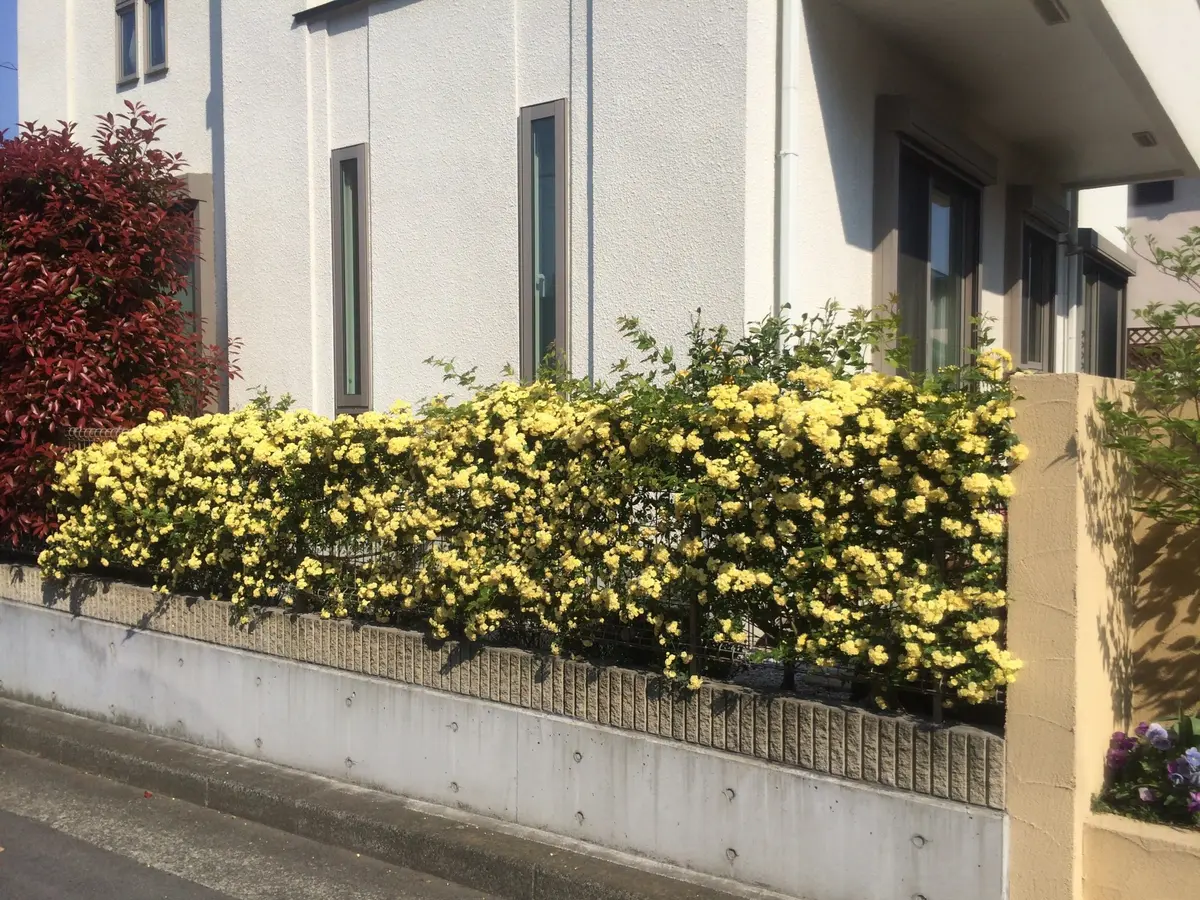 モッコウバラ　まもなく満開 ただいま満開🌼🌼🌼 我が家のモッコウバラさん💛💛💛 まだ寒い頃…沢山