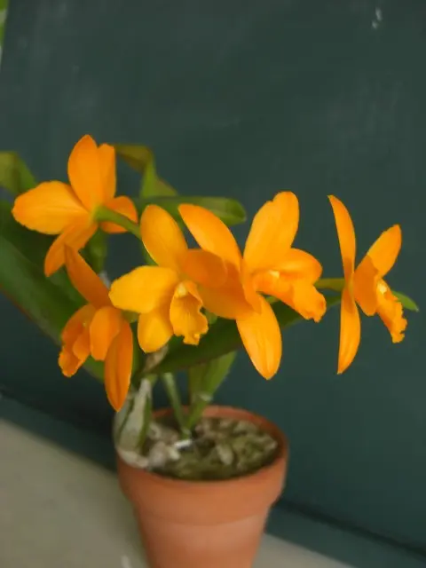 オレンジのミニカトレア｜園芸日記byタータン｜みんなの趣味の園芸｜147182