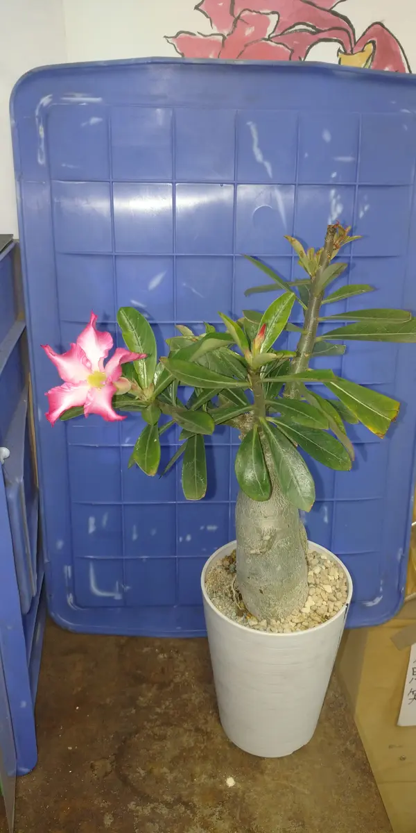 開花開始　アデニウム　花芯は白のグラデーション アデニウム開花～＼(^o^)／｜園芸日記by丸善｜みんなの趣味の園芸｜1471937