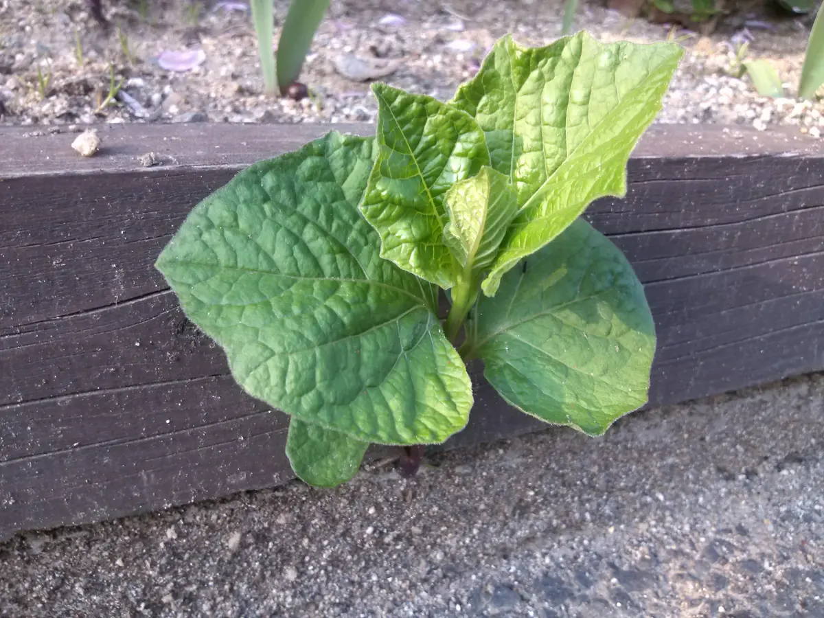 何の葉っぱかわからないけれど｜園芸日記byよしの｜みんなの趣味の園芸