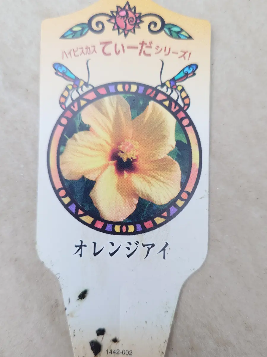 小輪ハイビスカス🌺｜園芸日記byNash｜みんなの趣味の園芸｜1472261