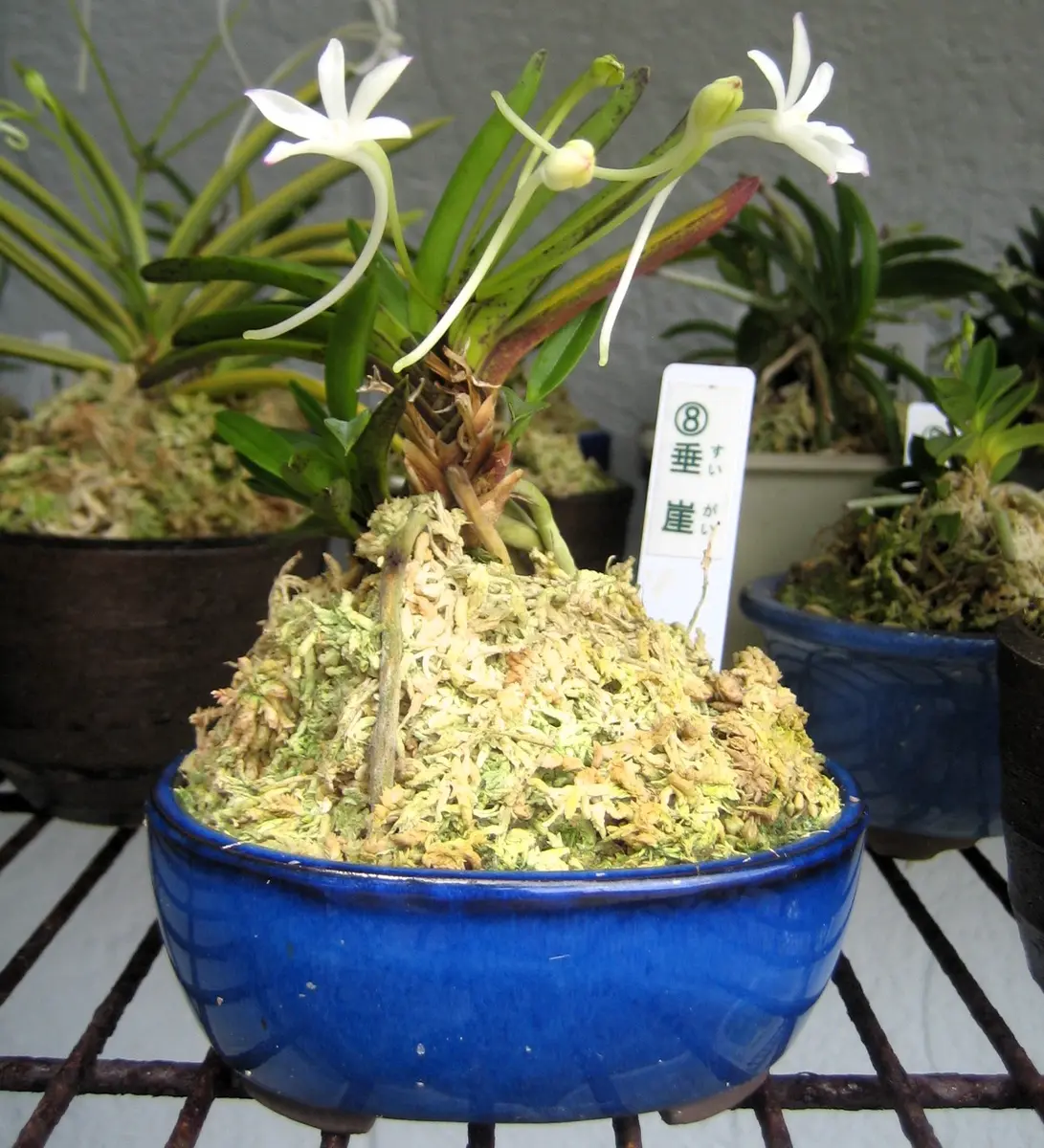 富貴蘭開花中｜園芸日記byクルス｜みんなの趣味の園芸｜1472529