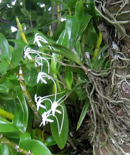 桜の木の着生風蘭｜園芸日記byクルス｜みんなの趣味の園芸｜1472626