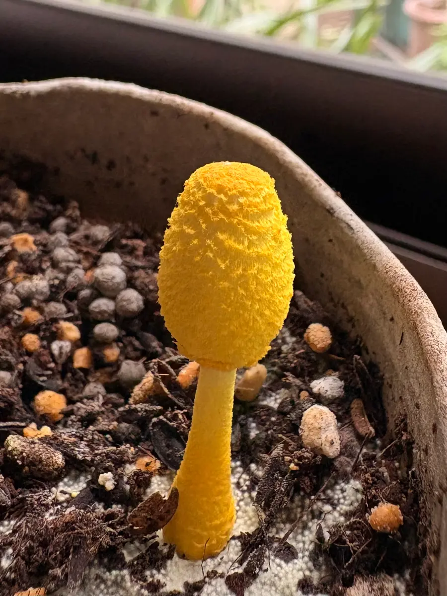 C-39植物ではないけど、気になるきのこ🍄‍🟫〔写真1枚目〕-カズとマリ