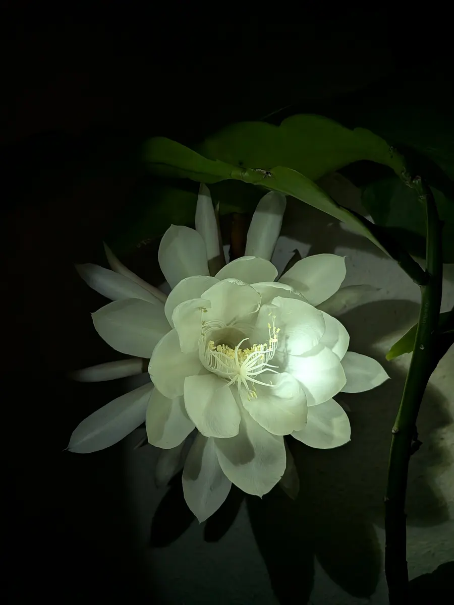 月下美人｜園芸日記byくく｜みんなの趣味の園芸｜1475072