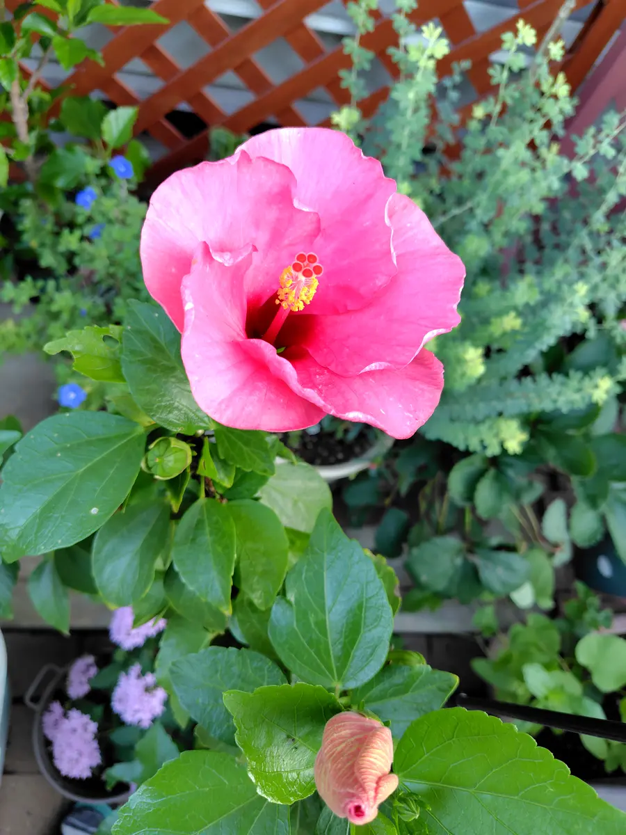 ハイビスカス🌺短時間で咲きました〜。🙌｜園芸日記byレイラちゃん